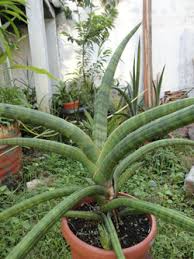 Image result for Sansevieria nilotica
