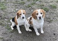 Kleine hunde suchen ein zuhause. Beagle Entlaufen Gestohlen Zugelaufen Beagle In Not