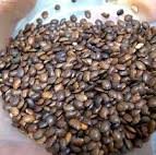 Image result for Macrotyloma africanum