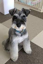 Miniature Schnauzer Schnauzer Grooming Miniature Schnauzer Puppies Miniature Schnauzer