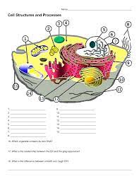 Which animal cell organelle contains its own dna and ribosomes. Animal And Plant Cell Labeling