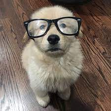 99% of dog owners will make these 7 mistakes when raising their golden retriever. 210 Times Golden Retriever Puppies Were The Purest Thing In The World Bored Panda