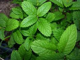 Check spelling or type a new query. 2 Wrigley S Spearmint Mint Plants Organic Very Rare Live Plant Ebay