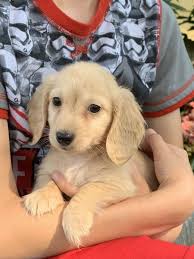 Rookie enjoys getting carried around and she will also make a great lap dog. Dachshund Puppies For Sale Otisville Ny 306099