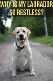 Why Is My Labrador So Restless In 2020 Labrador Labrador Funny Labrador Puppy Funny