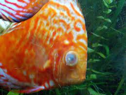 Cloudy Eye Fish Disease Tropical Fish Site