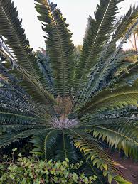 Image result for Encephalartos aplanatus