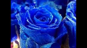 اجمل انواع الورود في العالم The Most Beautiful Types Of Roses In