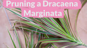 We did not find results for: A Dracaena Marginata Needs Pruning How To Do It Youtube