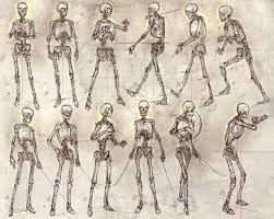 Feng Zhu Timeline Photos Skelett Zeichnungen Anatomie Kunst Skelett Anatomie