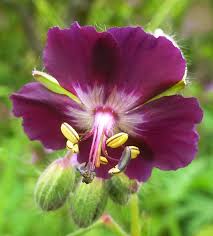 Talk to iodame in delphi. Geranium Phaeum Mourning Widow By Durleybeachbum Photography Flowers Plants