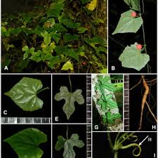 Image result for Zehneria parvifolia