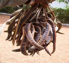 Image result for Parkia