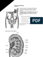 Patologi sistemik veteriner jurnal sistem urinaria. Sistem Urinaria Kidney Abdomen