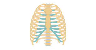 The lungs are responsible for processing oxygen through the body, while the spleen filters the blood and protects against some bacteria. Structure Of The Ribcage And Ribs