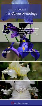 Joy is also one of the meanings of this flower, as that is one of the feelings the color is said to evoke. Funeral Flowers And Their Meanings The Ultimate Guide Flower Meanings Iris Flowers Funeral Flowers