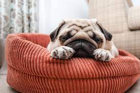 Understanding Congestive Heart Failure In Dogs Hill S Pet