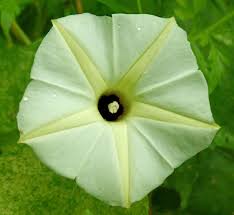 Image result for Ipomoea obscura