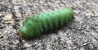 We've never seen a caterpillar this big or green. A Big Green Fuzzy Boi Caterpillars
