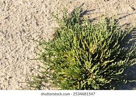 Image result for Sarcocornia