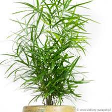 Image result for Asparagus falcatus