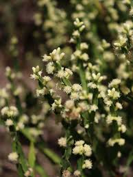 Image result for Exochaenium grande