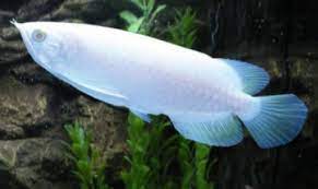 Ikan jenis ini cukup mahal karena terlihat sangat memukau dan unik. Kolamikan Beberapa Jenis Ikan Paling Mahal Di Dunia