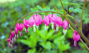 We did not find results for: How To Grow And Care For Bleeding Heart Plants Garden Lovers Club