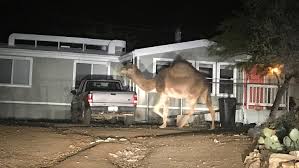 Guy with his catchphrase hump day! and hah, gayyy!!. They Just Couldn T Wait For Hump Day 2 Camels Run Loose In Arizona Neighborhood 12news Com