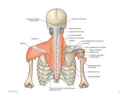 The anterior deltoid, the lateral deltoid, and the posterior deltoid. Muscles Of Shoulder