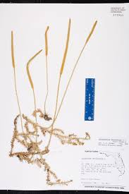 Image result for Lycopodiella caroliniana