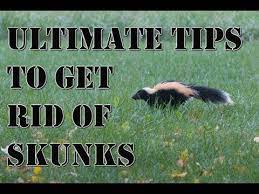 How To Get Rid Of Skunks While Skunks Are Generally Harmless Creatures It S Best Not To Get Too Close Getting Rid Of Skunks Skunk Repellent Best Pest Control