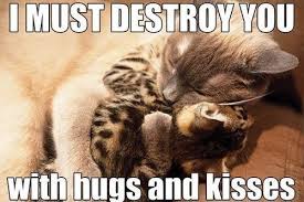 Let Me Destroy You With A Billion Hugs And Kisses Before You Go Kitten I Love You Very Much Pleas Cute Cat Memes Cute Love Memes Love Memes For Him