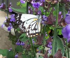 Cabbage white butterflies and their caterpillars. Migration Of The Caper Whites