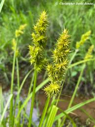 Image result for Carex runssoroensis
