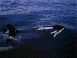 Top 30 Killer Whale Gifs Find The Best Gif On Gfycat Discover more posts about killer whale gif. top 30 killer whale gifs find the