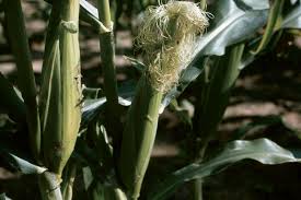 Image result for Zea mays