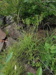 Image result for Carex cognata