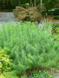 Image result for Cyanastrum johnstonii