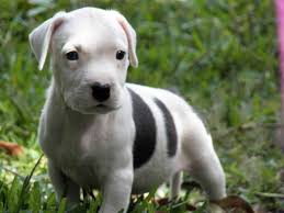 American Pitbull Terrier Mix Black And White Pin On Puppies