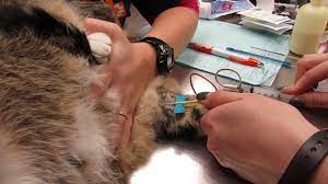 Check spelling or type a new query. Cat Saphenous Blood Draw Youtube