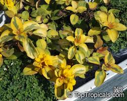 Image result for Lysimachia angustiloba