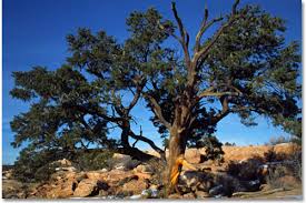 They are excellent plants for specimen or group plantings. Desert Plants Cactus Wildflowers Flora Desertusa