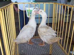 Les hommes travaillaient aux champs ou dans l'élevage. Le Gavage Des Canards Le Blog De Michelotte