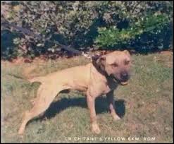 Pin By Tyrik Cain On Bred Game Bred Right In 2020 American Pitbull Terrier Pitbull Terrier Dog Games
