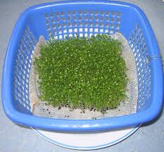 Image result for RAU MẦM CẢI XANH