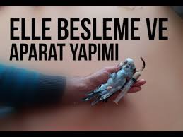 Muhabbet Kusu Siringa Mama Tarifi Ve Yavru Muhabbet Kus Nasil Beslenir Youtube