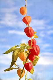 We did not find results for: Flower Wallpaper 4k For Mobile 1200x1800 Wallpaper Teahub Io