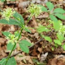 Image result for Sanicula