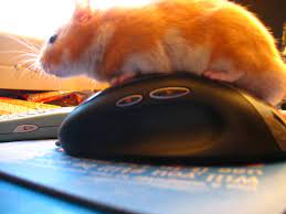 hamster porn | hamster and a mouse ?????????hummmmm | Nishma | Flickr